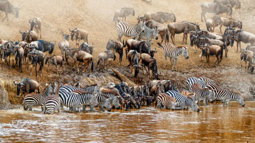 African safari great wildebeest and zebra migration scene at the Mara River in Kenya