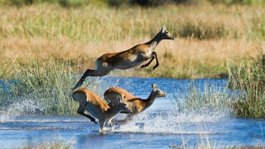 Antelope jump across the waterways and lagoons of the Linyanti