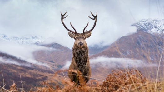 A 6 point stag in the Scottish Highlands