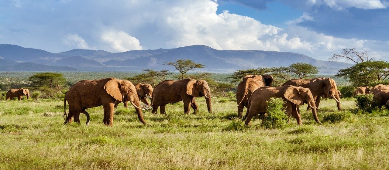Heard of African elephants moving through an open grass plain