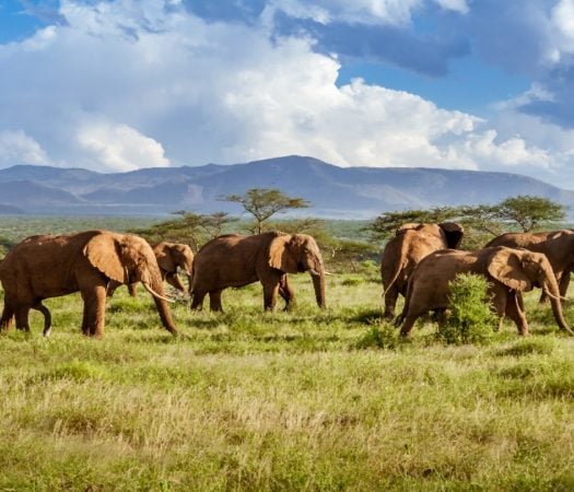 Heard of African elephants moving through an open grass plain