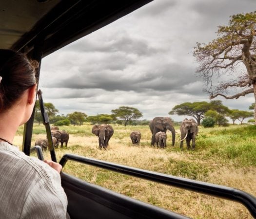 safari trip travel agency