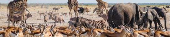 Wild safari animals roam an African savanna biome - giraffes, elephants, antelopes etc