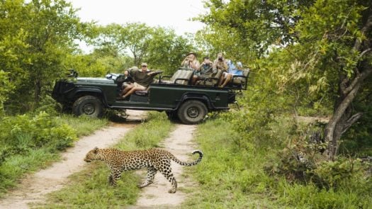 A group of safari travellers in a jeep pause in the middle of the road to observe a crossing cheetah