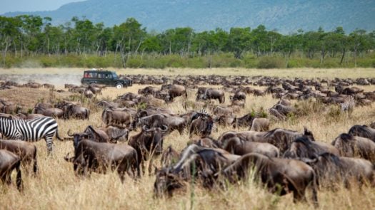 A herd of wildebeest graze in the savanna in Kenya as a jeep passes through in the background