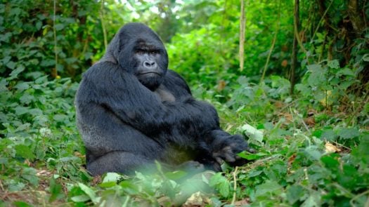 Close-up of a silverback gorilla in the jungle