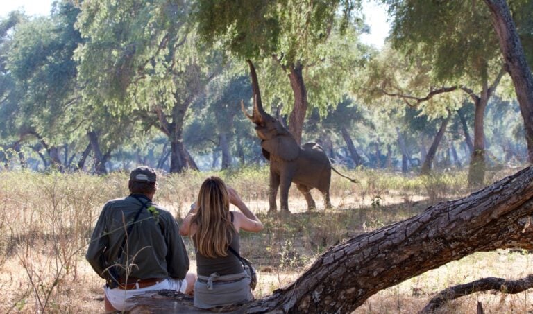 Bull elephant trying to reach fruits on the tree at Mana Pools National Park, Zimbabwe