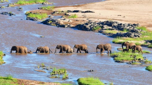Elephants crossing water in Kruger National Park, South Africa