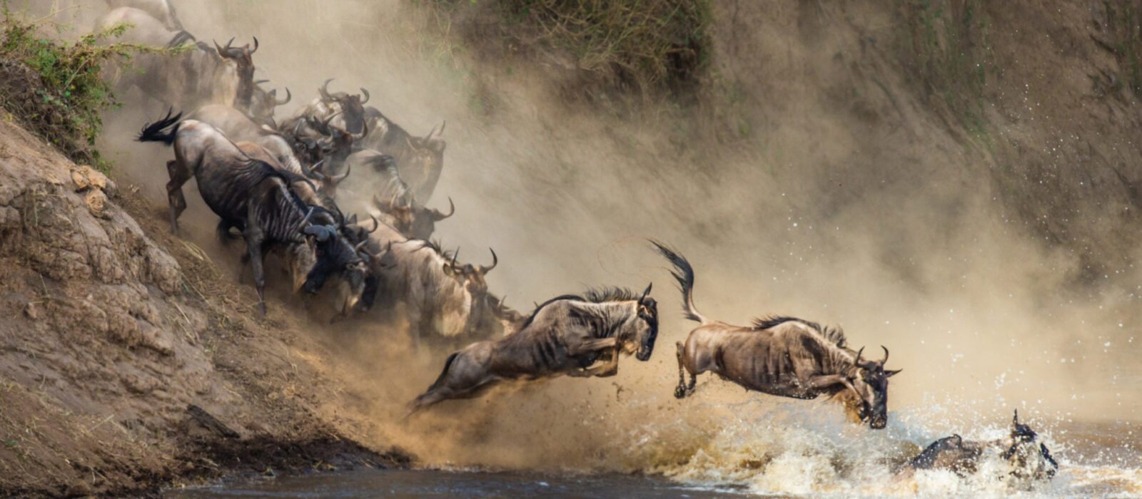 Wildebeest during the Great Migration on a river bank preparing to cross the river ibetween Tanzania and Kenya