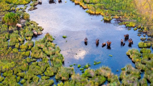 Aerial view of wildlife congregating in Botswana's Delta Okavango
