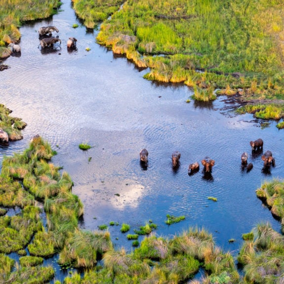 Aerial view of wildlife congregating in Botswana's Delta Okavango