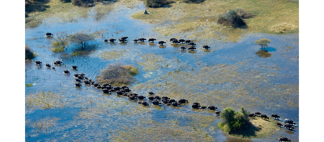 Aerial view of water buffalo heard moving through the Okavango Delta