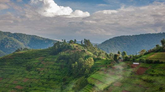 Landscape image of Uganda's Bwindi Imenetrable forest - luscious green nature in Africa