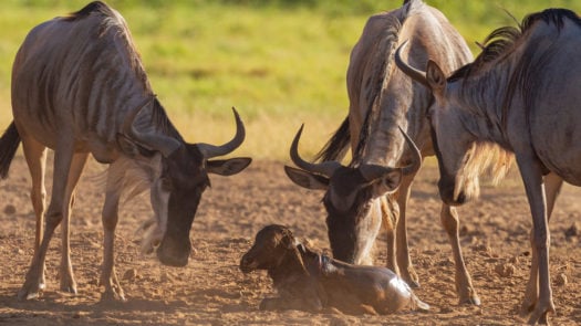 Wildebeest mothers tend to a wildebeest newborn calf on an African Safari