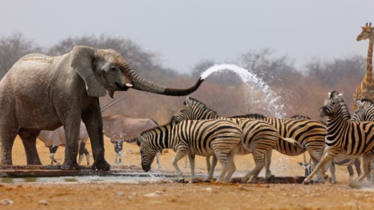 Elephant spraying zebras with water to keep them away from waterhole