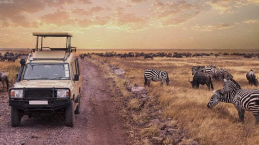 Game drive safari in Serengeti national park,Tanzania