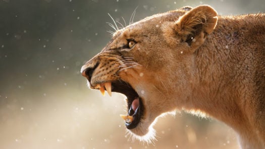 Lioness displays dangerous teeth during light rainstorm - Kruger National Park - South Africa