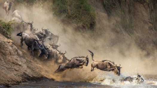 Wildebeests are crossing Mara river. Great Migration. Kenya. Tanzania