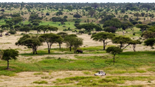 Game driver driving across Serengeti National Park in Tanzania as elephant in the background walks among the trees