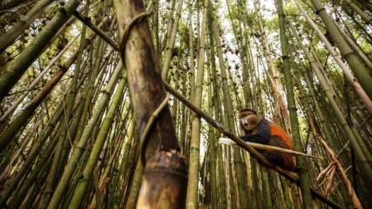 Golden monkey sits in bamboo forest in Volcanoes National Park, Rwanda