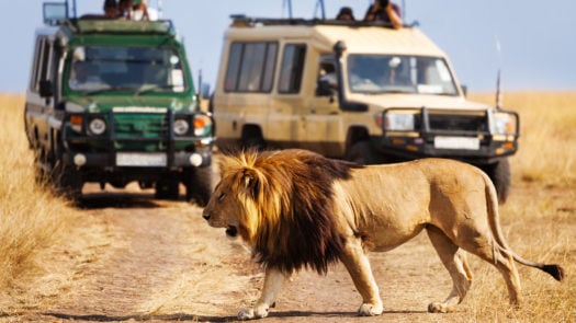 Lion walks past two jeeps with people looking at it at Maasai Mari National Park, Kenya