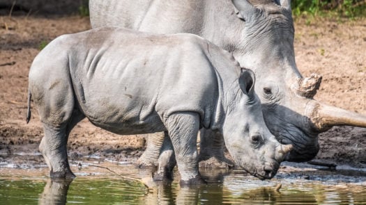 White rhino with its calf by watering hole in Botswana