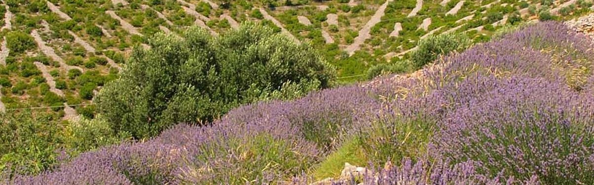 Lavender fields in the countryside.