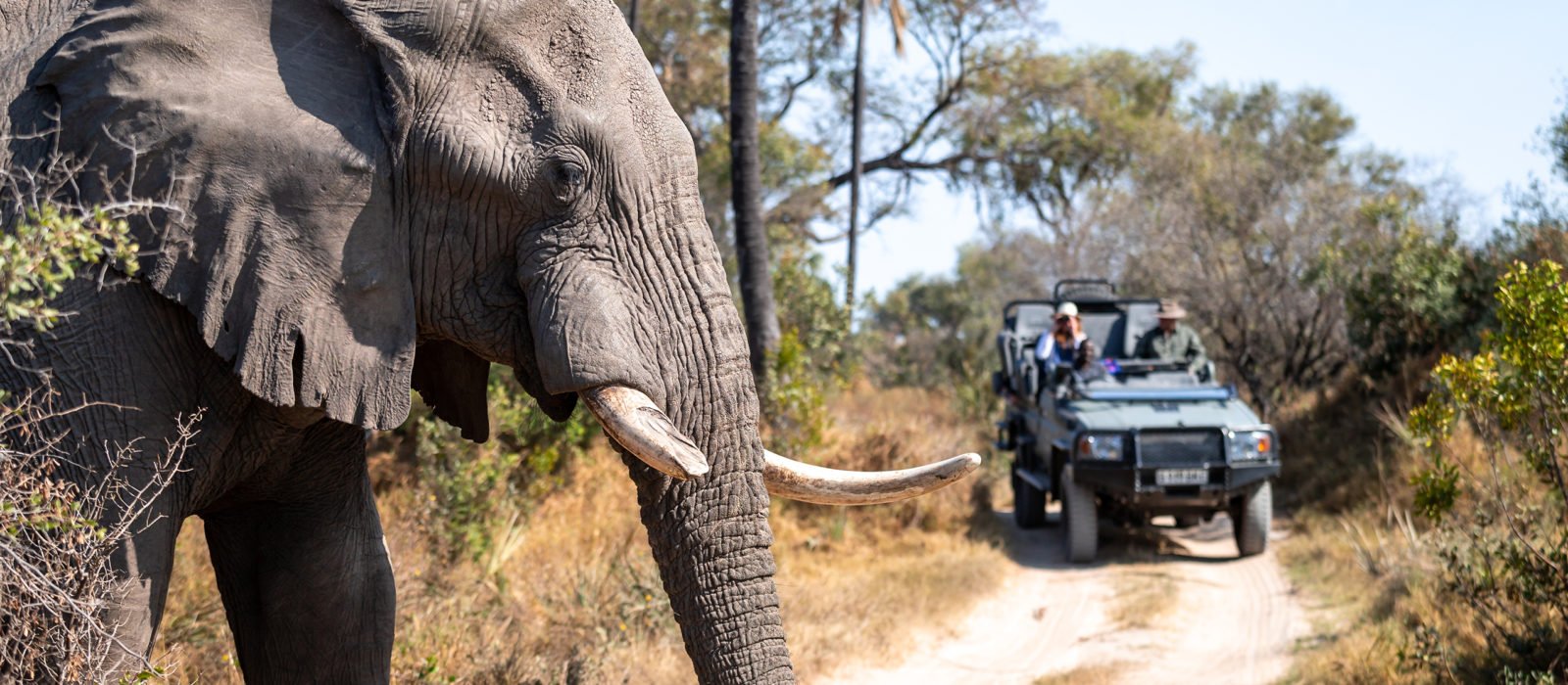 Safari jeep observing an African elephant