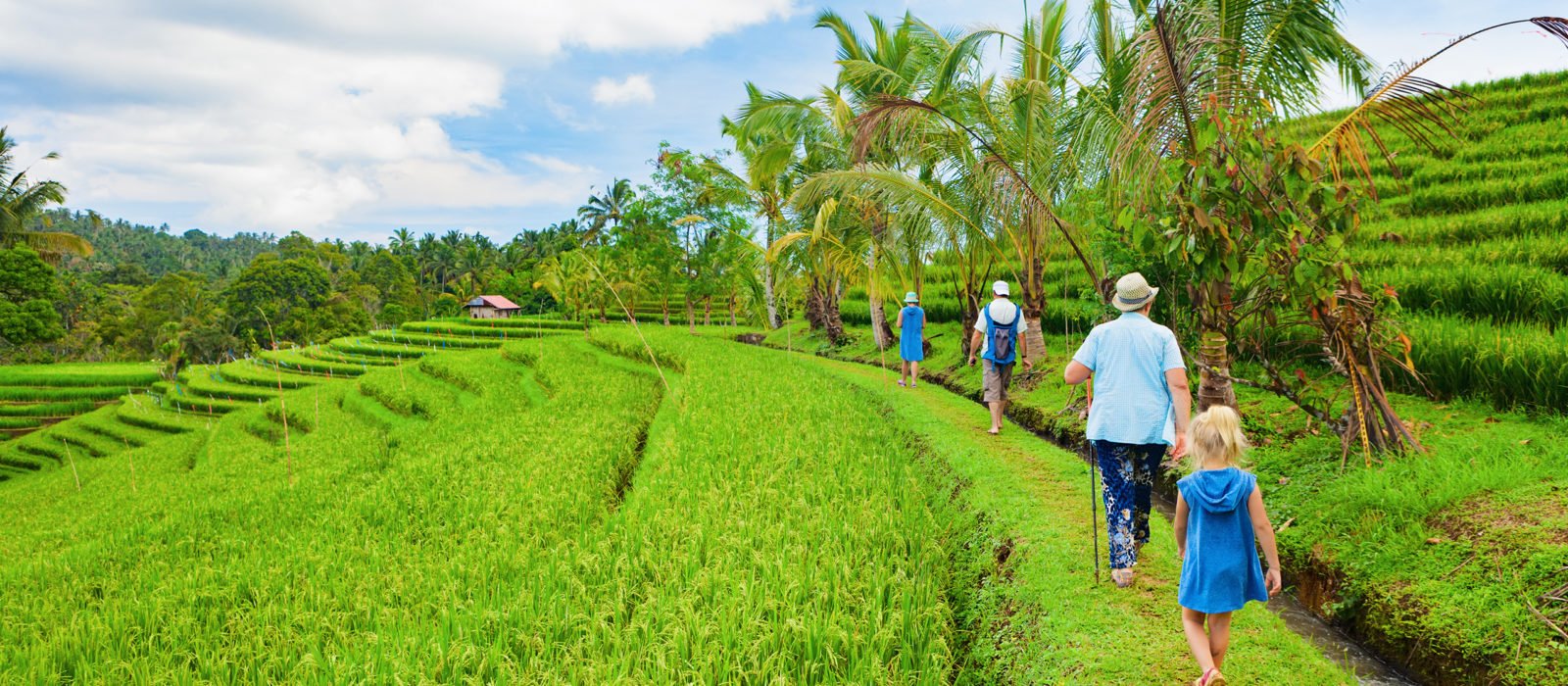 Tourists walking through lush green rice terraces