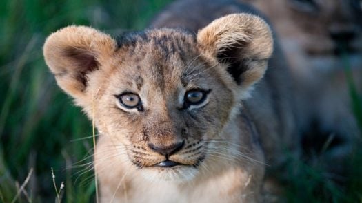 Lion cub at Mombo Camp Okavango Delta