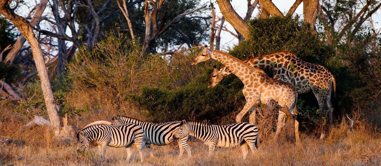 Giraffe and zebras in the Okavango delta at Mombo camp