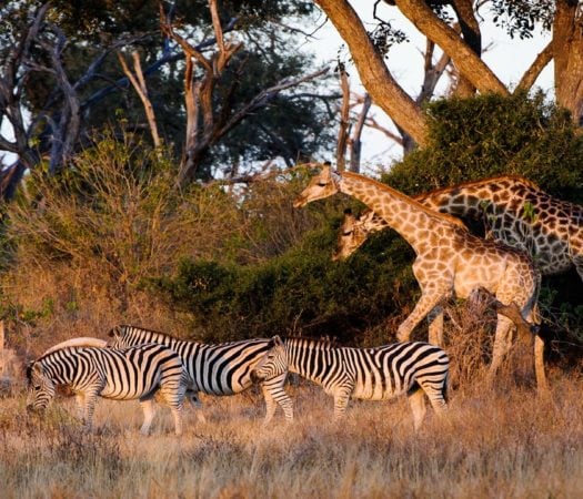 Giraffe and zebras in the Okavango delta at Mombo camp