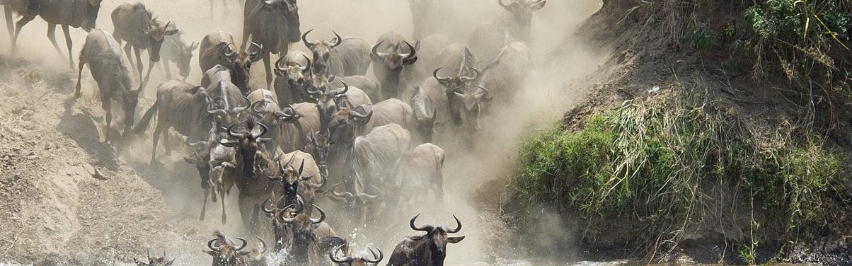 Wildebeest migration through the river of North Serengeti, Tanzania