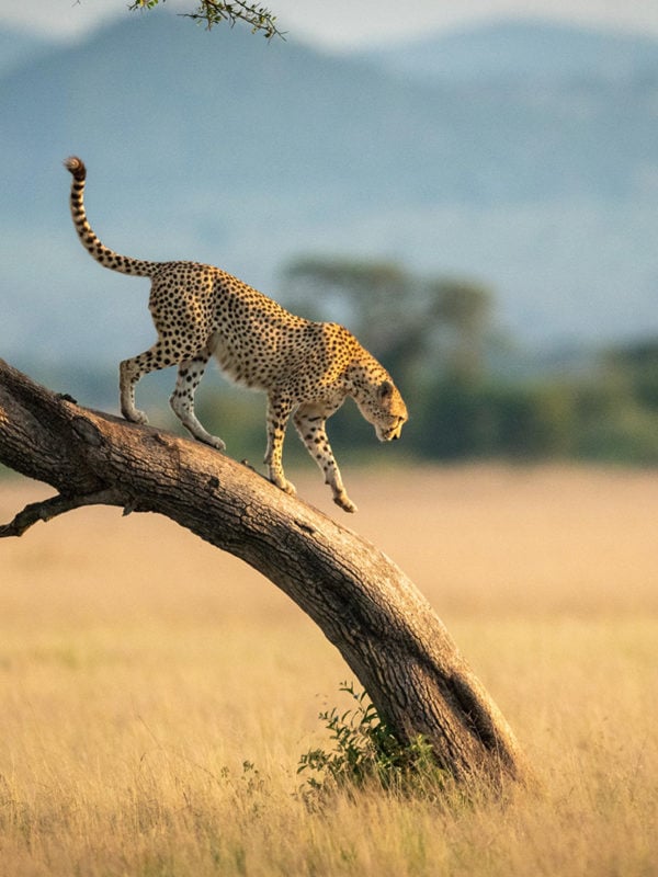 Cheetah walks down twisted tree in the savannah, Tanzania