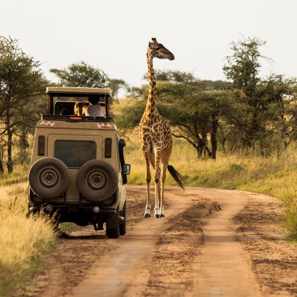 Safari vehicle observing a giraffe walking along the dusty tracks during a sunset safari in the Serengeti National Park, Tanzania