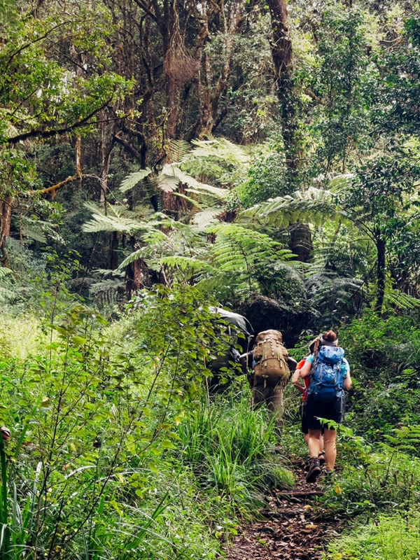 Backpackers entering a deep jungle while hiking the Umbwe route in the forest to Kilimanjaro Mountain, Tanzania