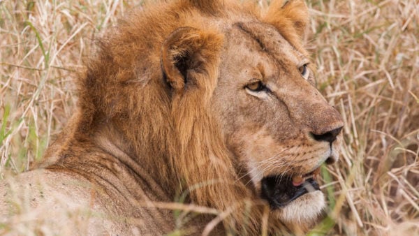 Male lion lying in the long grass of Tarangire National Park, Tanzania
