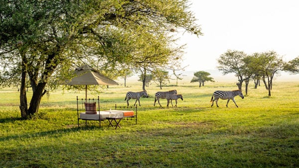 Bed and parasol in the grassy plains of Singita Grumeti, Tanzania, being passed a small herd of Zebra