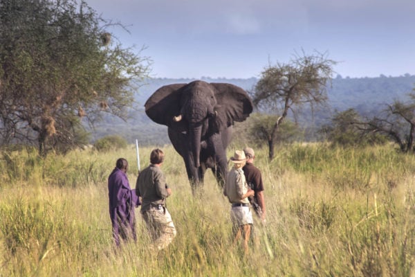 Travellers and guides passing an African elephant on their walking safari near Lake Manyara and Tarangire, Tanzania