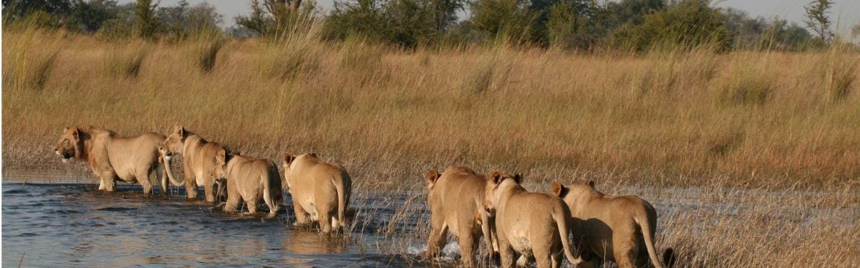 A family of lions crossing water
