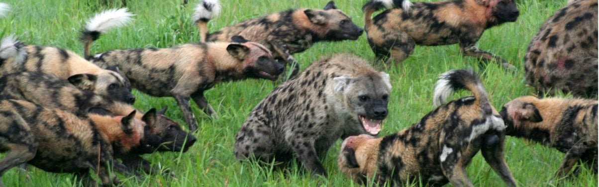Wild dogs and spotted hyenas