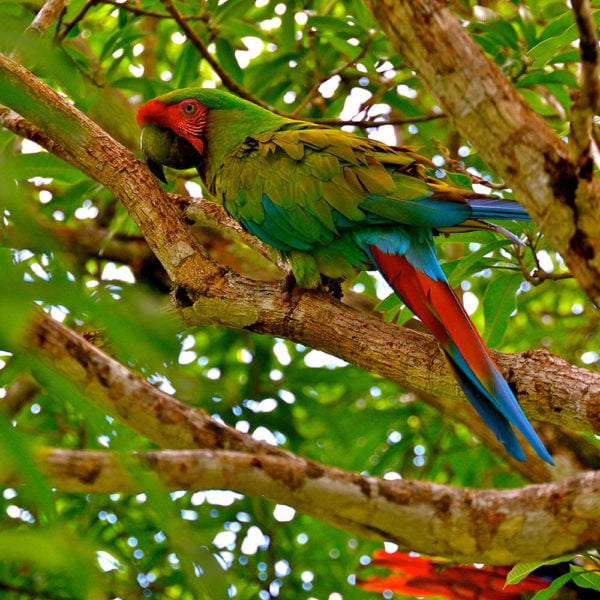 A great green macaw in the trees of Tikal National Park, Guatemala
