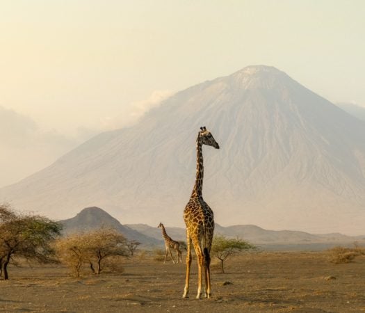 Giraffe in front of a mountain in Tanzania