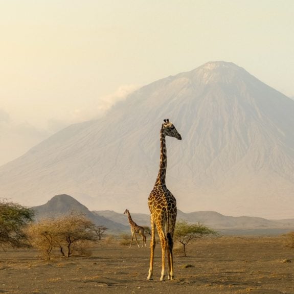 Giraffe in front of a mountain in Tanzania
