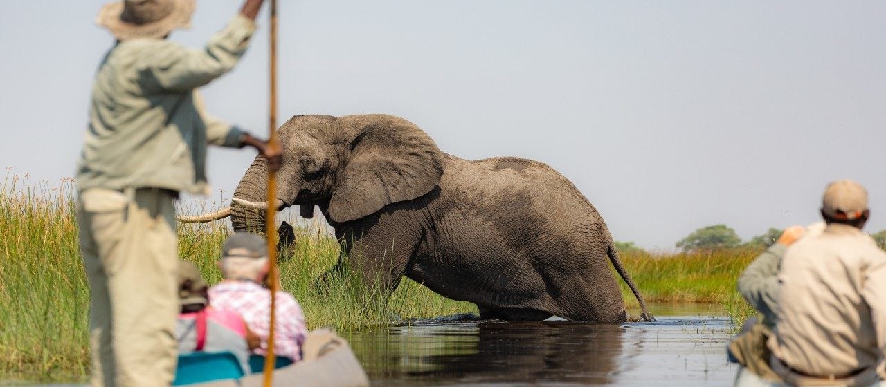 Tourists in mokoros observing an African elephant climb the bank of the Okavango Delta