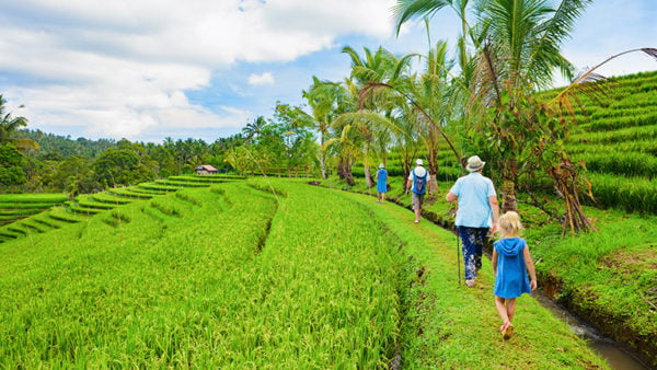 Tourists walking through lush green rice terraces