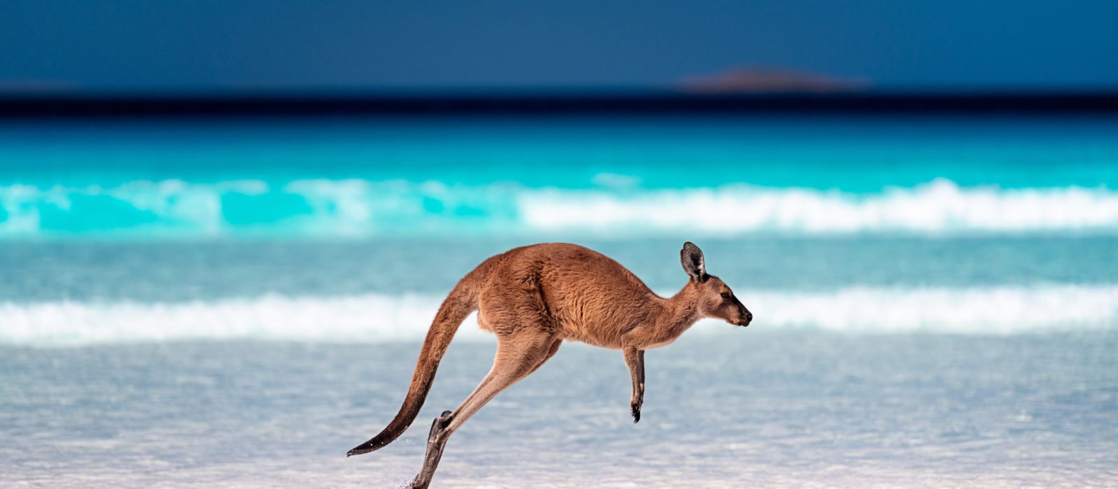 wildlife safari australia