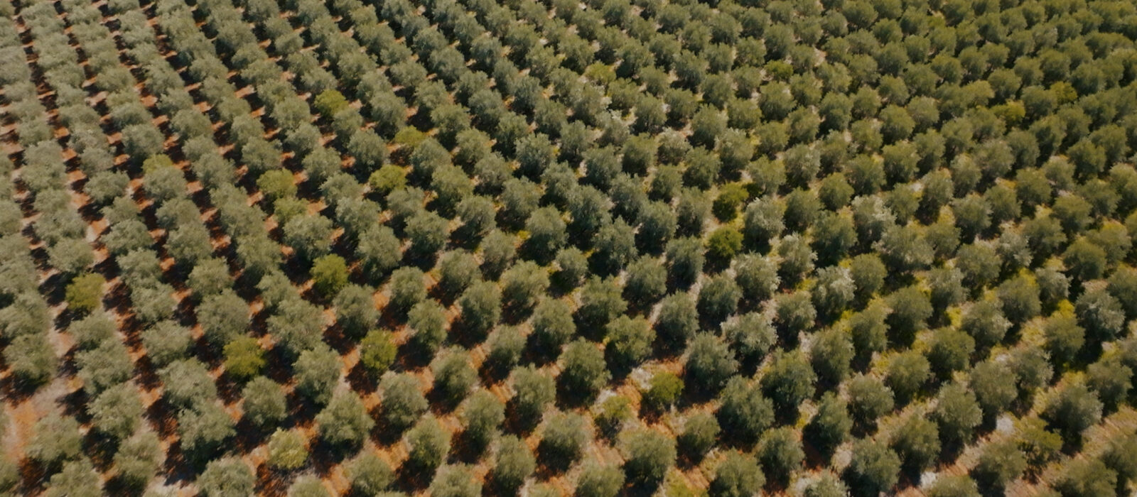 Field of olive trees in Puglia