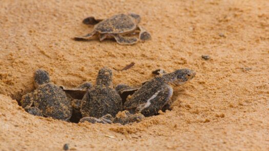 Loggerhead baby sea turtles hatching in a turtle farm in Sri Lanka, Hikkaduwa. Srilankan tourism
