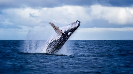 A humpback whale breaches off the coast of Australia.